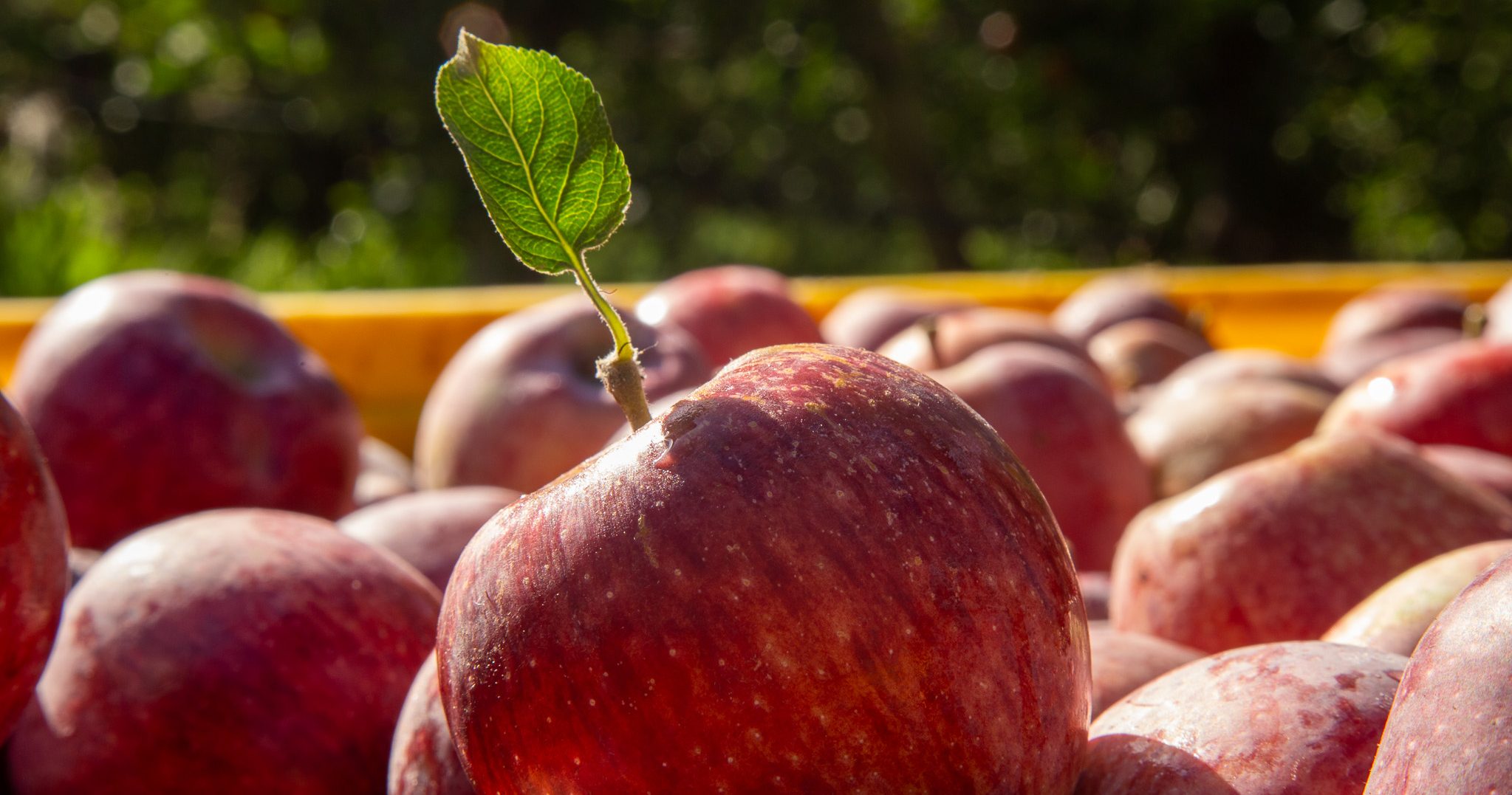 Informe sobre peras y manzanas - Crisis | Informes